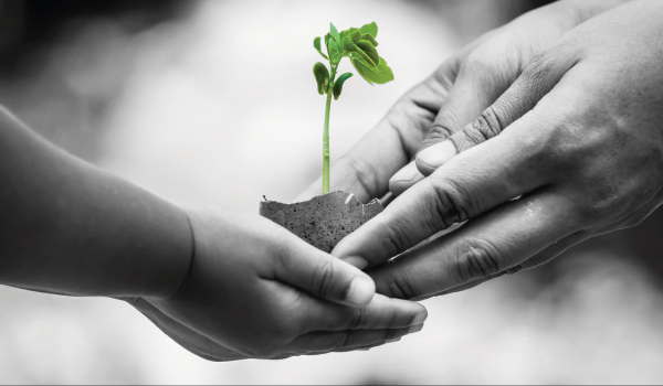 Grey hands hold a green small plant.